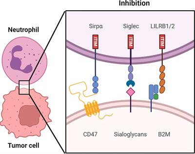 Targeting Myeloid Checkpoint Molecules in Combination With Antibody Therapy: A Novel Anti-Cancer Strategy With IgA Antibodies?